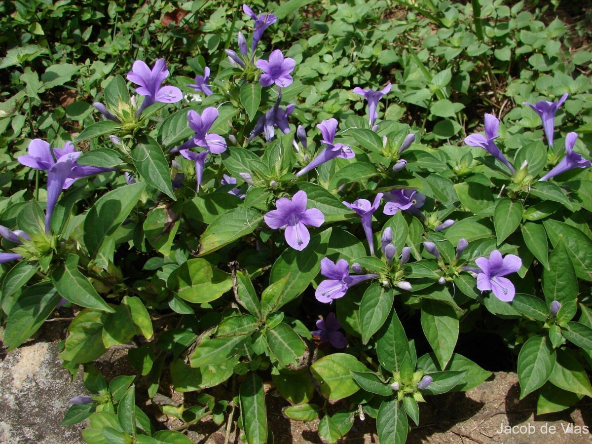 Barleria cristata L.